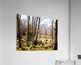 Spring Joy in the Forest                                                                                                                      Acrylic Print