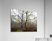   The Fairy Trees in the Scottish Highlands                                                                                                                    Acrylic Print