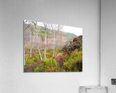  Natures Spring Song for the Scottish Highlands                                                                                                                    Acrylic Print