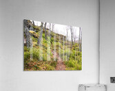    Spring Nature Path Through The Scottish Highlands                                                                                                                    Acrylic Print