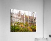  Birch Forest View in the Scottish Highlands                                                                                                                      Acrylic Print