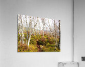  Scottish Highlands Spring Birch Trees                                                                                                                     Acrylic Print