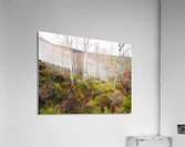 Spring Landscape in the Scottish Highlands                                                                                                                      Acrylic Print