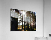  Dark Forest Sun in the Scottish Highlands                                                                                                                     Acrylic Print