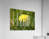  Springs Dandelion in the Scottish Highlands                                                                                                                     Acrylic Print