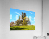 Scottish Highlands Spring Trees                                                                                                                      Acrylic Print