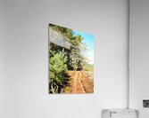 Springs Sunshine for the Scottish Highlands                                                                                                                      Acrylic Print