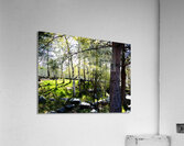  Early Spring Birch and Pine Trees in the Scottish Highlands                                                                                                                     Acrylic Print