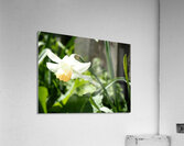 Scottish Highlands Daffy                                                                                                                      Acrylic Print