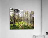  Scottish Highlands Spring Woodland                                                                                                                     Acrylic Print