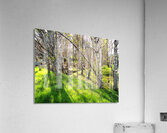  Spring Sunlight and Shadow in the Scottish Highlands                                                                                                                     Acrylic Print