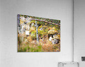 The Fairies Meeting Place in the Scottish Highlands                                                                                                                      Acrylic Print
