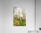 Natures Path Through the Scottish Highlands                                                                                                                    Acrylic Print