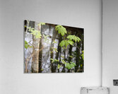   Scottish Highlands Leaves Reflections                                                                                                                     Acrylic Print