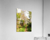 Spring Forest Path in the Scottish Highlands                                                                                                                       Acrylic Print