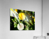  Scottish Highlands Dandelion Flowers and Seeds                                                                                                                      Acrylic Print