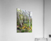  Spring Birch in the Scottish Highlands                                                                                                                     Acrylic Print