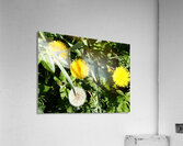  Dandelions Life in the Scottish Highlands                                                                                                                     Acrylic Print