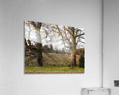  Spring Trees in the Scottish Highlands                                                                                                                     Acrylic Print