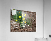 Scottish Highlands Daffs Amidst the Ferns                                                                                                                      Acrylic Print