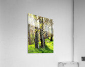  Forests Spring Light in the Scottish Highlands                                                                                                                      Acrylic Print