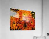 Abstract Orange and Yellow Chrysanthemums  Acrylic Print