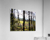 Spring Sheep in the Scottish Highlands                                                                                                                      Acrylic Print