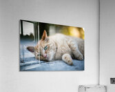 Last Summer Cat Acrylic Print