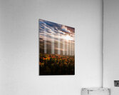 Canadian Autumn - 1 Acrylic Print