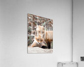 Fox Cubs Acrylic Print