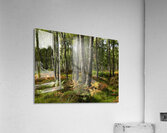 Scottish Highlands Summer Birch Acrylic Print