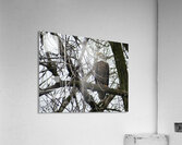 Bald Eagle on Gun Lake Acrylic Print