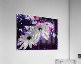 Abstract Monochrome Daises on a Coloured Background Acrylic Print