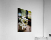 Soft Spoken Acrylic Print