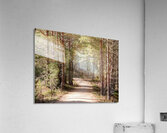  Tranquil Forest Path Through the Scottish Highlands Acrylic Print
