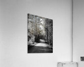 Scottish Highlands Forest Path in Black and White Acrylic Print