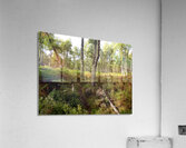 Scottish Highlands Forest View Acrylic Print