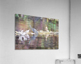 Turtle with reflection of fall colors ~ Gun Lake Acrylic Print