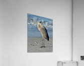 Great Blue Heron on Anna Maria Island beach Acrylic Print