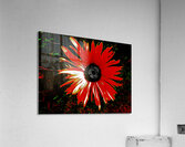 Abstract Red Daisy Acrylic Print