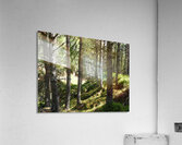 Pine Forest Light in the Scottish Highlands                                                                                                                  Acrylic Print