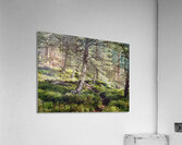 Pine Forest Trail in the Scottish Highlands                                                                                                                      Acrylic Print