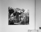 Pine Tree in Black and White Acrylic Print