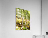 Summer in the Scottish Highlands Acrylic Print