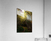 Golden Autumn Light in the Scottish Highlands Acrylic Print