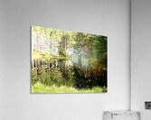 Scottish Highlands Pine Lochan View Acrylic Print