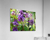 Spring Columbine                                                                                                                      Acrylic Print