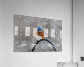 Unhappy Bluebird in the Snow  Acrylic Print