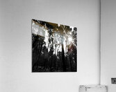 Impressionistic Dark Forest Acrylic Print