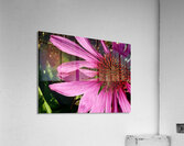 Impressionistic Cone Flower Acrylic Print